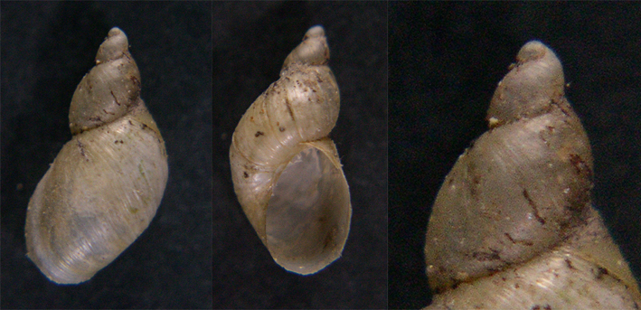 Succinea (Succinella) oblonga Draparnaud, 1801